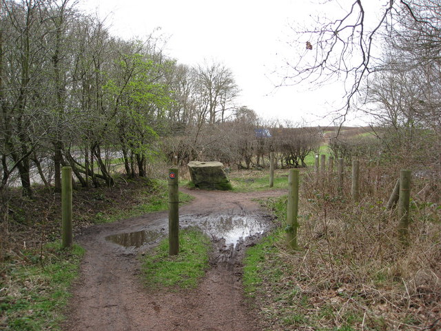 Sherwood Forest Clipstone Old Quarter © Alan Heardman Cc By Sa20 Geograph Britain And Ireland 3360