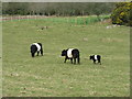 Belted Galloway cows and calf