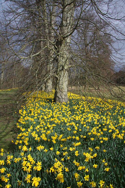 Daffodils in Nowton Park