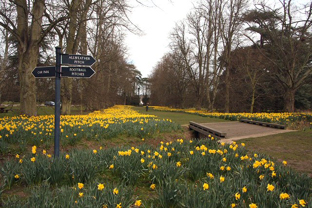 Lime Avenue, Nowton Park