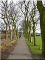 Avenue of trees, Almondbury