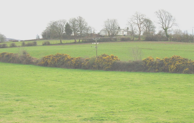 Gorse hedges in the fields of Gadlys Farm