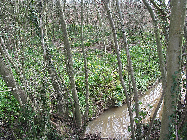 Woodland brook
