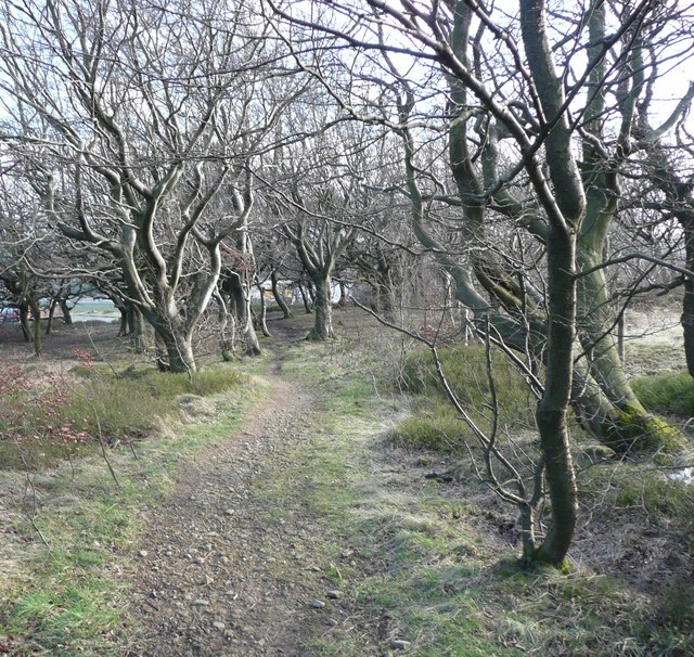 Path through the wood, Barkisland