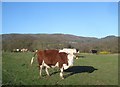 Winter grazing on Castlemorton Common