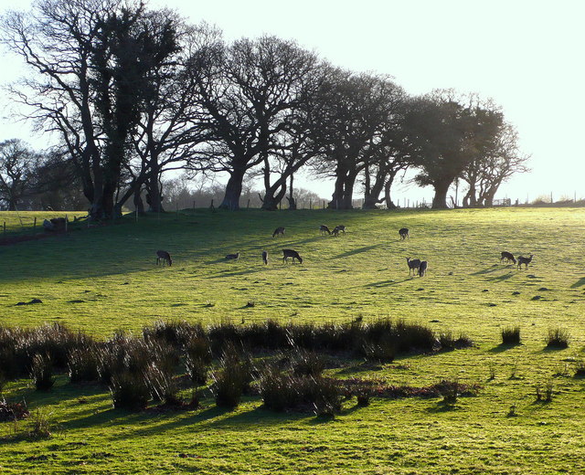 Herd of deer grazing in the evening sun