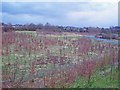 Newly planted woodland, Sittingbourne