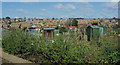 TV4899 : Looking north over Seaford Allotments by Kevin Gordon