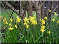 Spring daffodils, Omagh