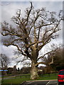 Oak Tree, Dungannon Park