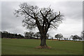 Lone Tree on Farmland