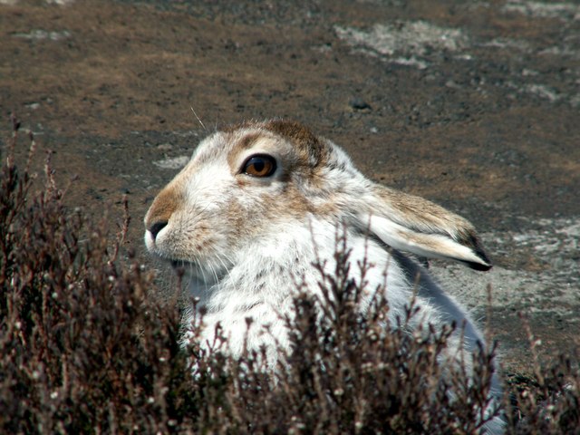 A Mountain Hare (Lepus timidus)