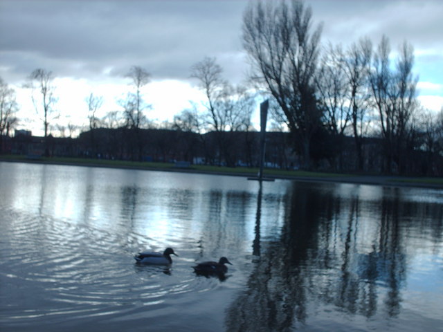Ducks on Elder Park Pond