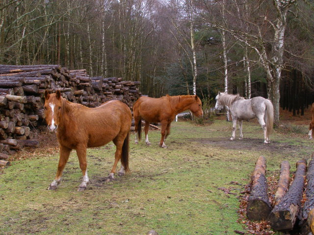 Wet ponies, Copythorne Common