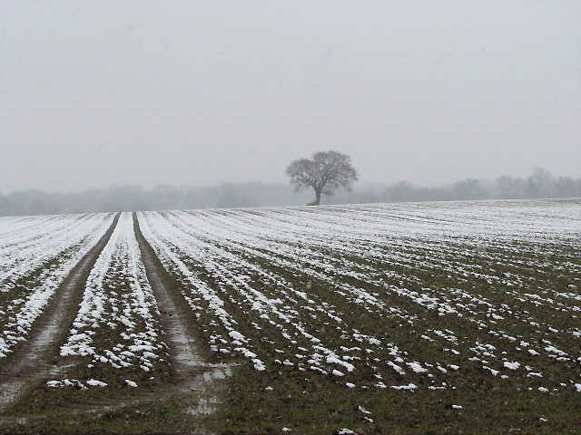 Solitary tree in snow-covered field