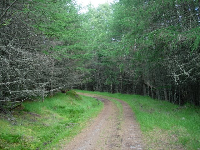 Track through woodland