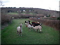 Faraway Alpacas