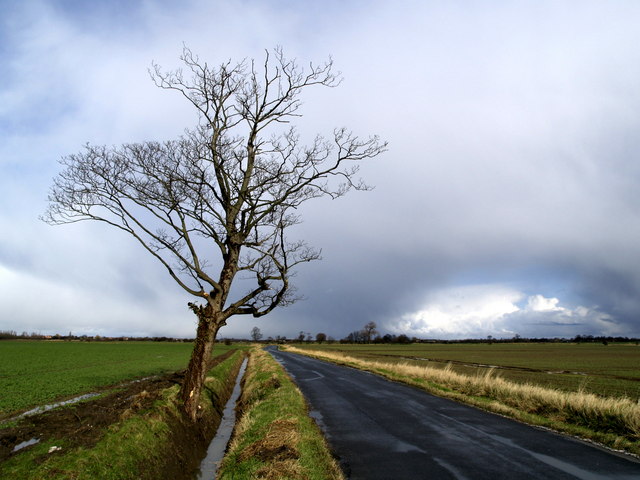 Solitary Roadside Tree