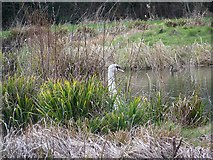 SU0625 : Wildfowl, Bishopstone Fishing Lake by Maigheach-gheal