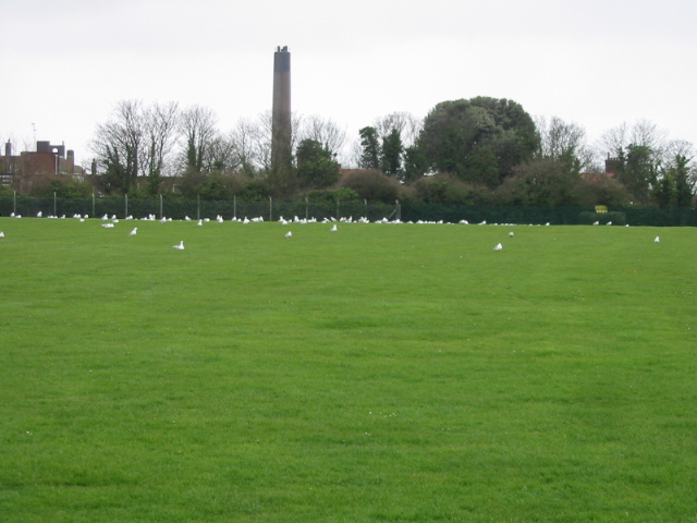 Gulls on playing field