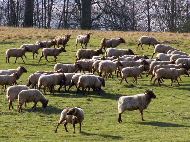 Sheep within Danebury hillfort