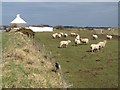 Sheep at Nettings Park