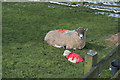 Ewe and lamb, Winterburn