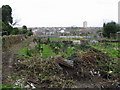 Winter tidying at the allotments