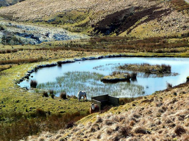 Horses by the lochan