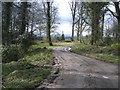 SJ2266 : Woodland track at Gwysaney by John S Turner