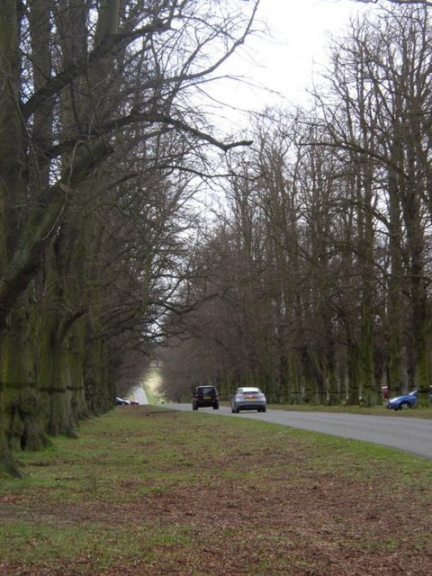 Avenue in Clumber Park