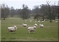 Watchful sheep in a field south east of Milstead village