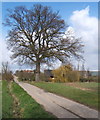 Tree by Penlan Hall Lane, looking towards Sutton