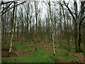 Birch Trees in New Copse