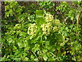 Alexanders, Smyrnium olusatrum