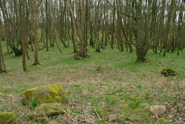 Shore Wood © Mick Garratt Geograph Britain And Ireland