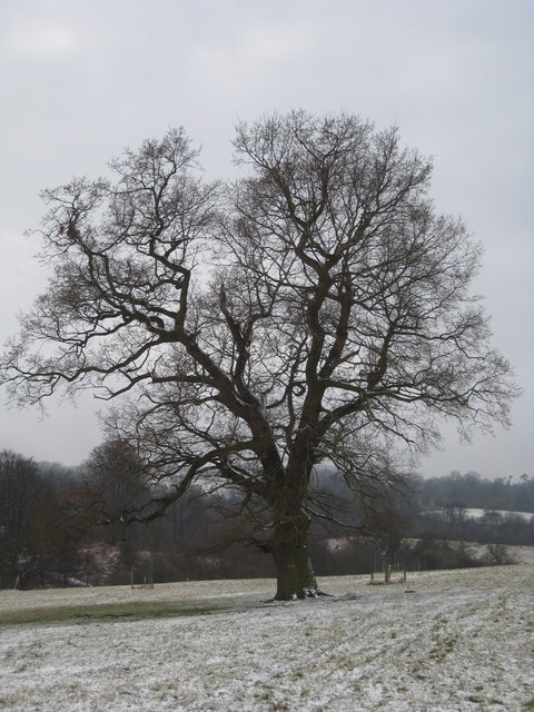 Lone Oak in Eridge Old Park