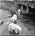 Polar Bears at Chester Zoo taken in 1967