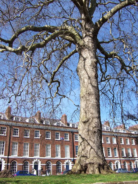 Tree, Southernhay Green, Exeter