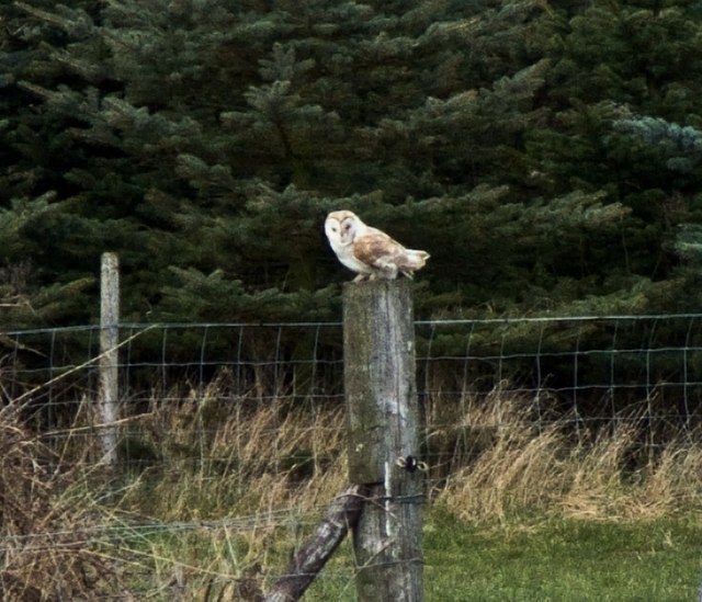 Owl at Wilberfoss