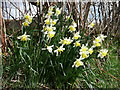 Naturalised daffodils