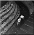 TQ2883 : Chi Chi, Giant Panda, London Zoo, Camden, taken 1967 by Christine Matthews