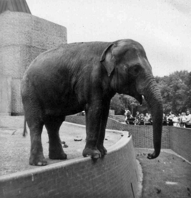 Indian Elephant, London Zoo, Camden, taken 1967