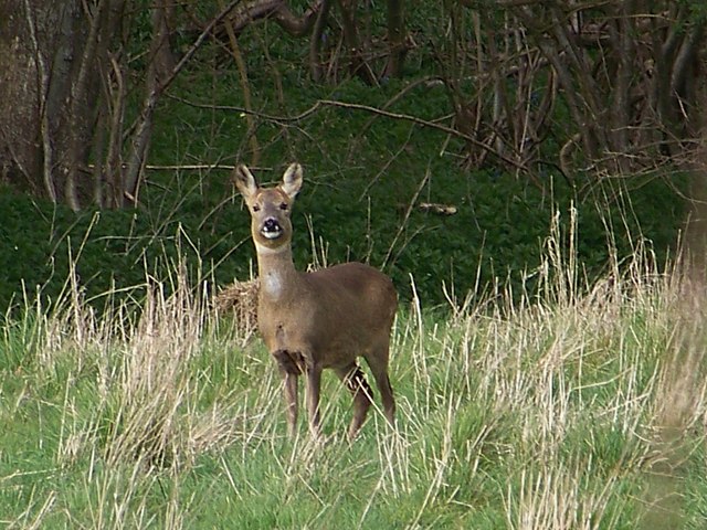Roe deer near Brookheath