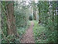 Woodland Footpath