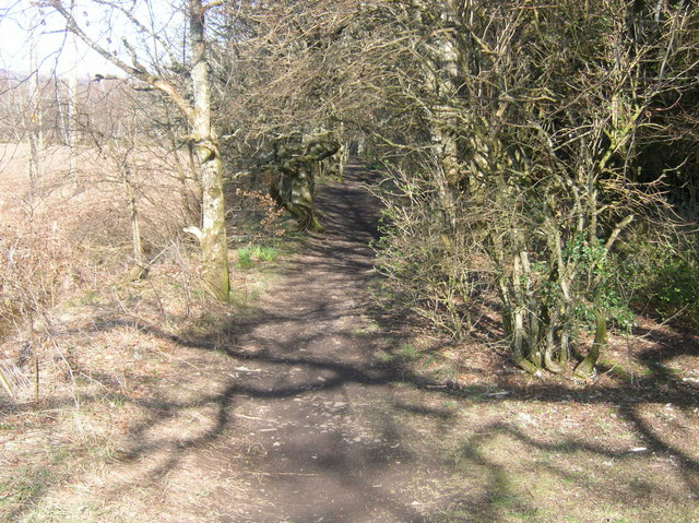 Start of Woodland path towards Muirend Farm