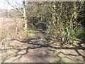 Start of Woodland path towards Muirend Farm