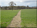 Footpath across a field of Barley