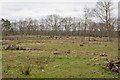 Cattle in field, Plaitford