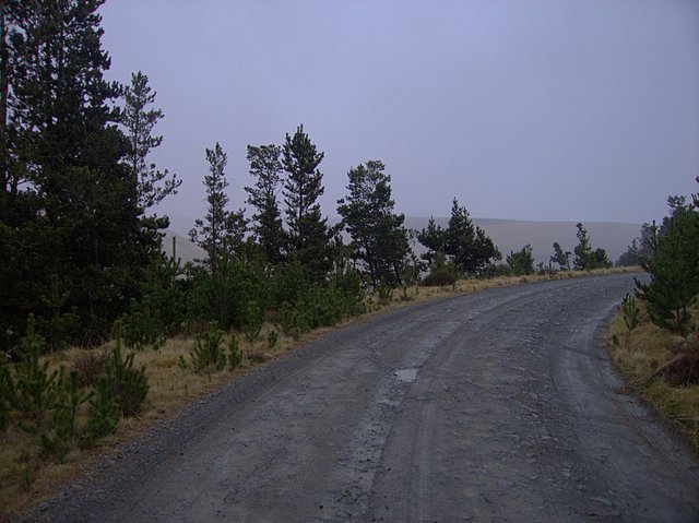 Forest road around Esgair Hirnant